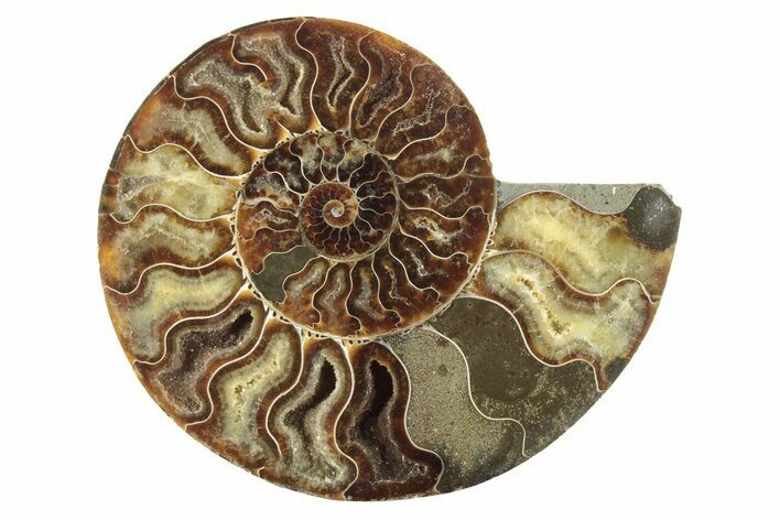 Cut & Polished Ammonite Fossil (Half) - Madagascar #229918